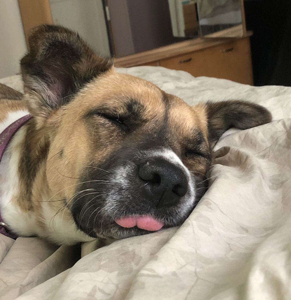 A very cute sleeping Akita mix whose tongue is poking out of her mouth